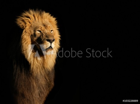 Picture of Portrait of a big male African lion Panthera leo against a black background South Africa